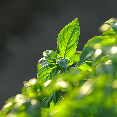 basil