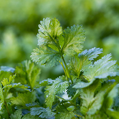 cilantro