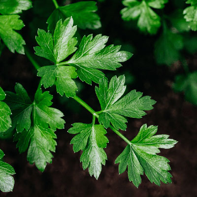 parsley