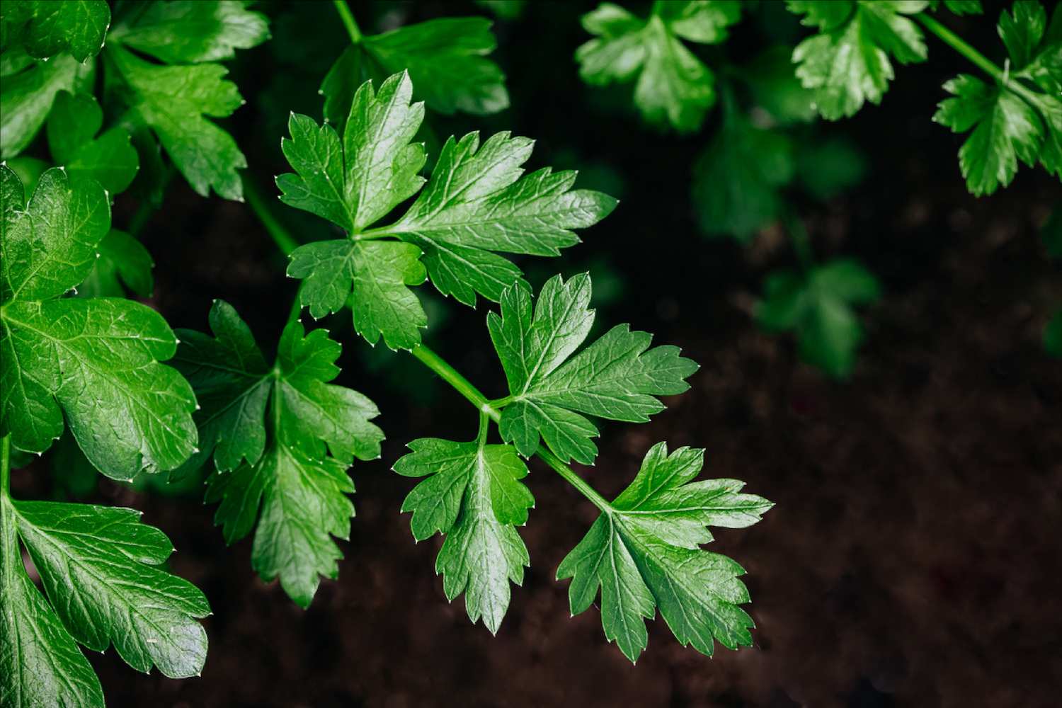 bf77853928482fbc14c1d030a400bf0b7d8ae21d