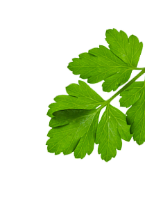 parsley 3 1
