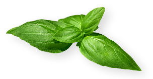 shf leaf
